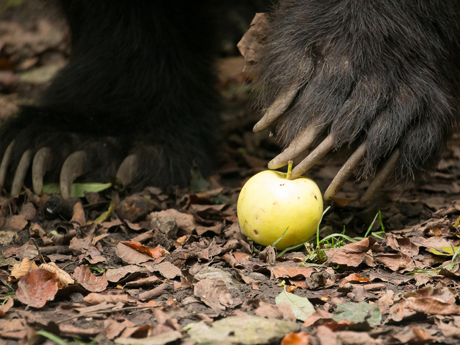 Barfussführung im Bärenpark Worbis
