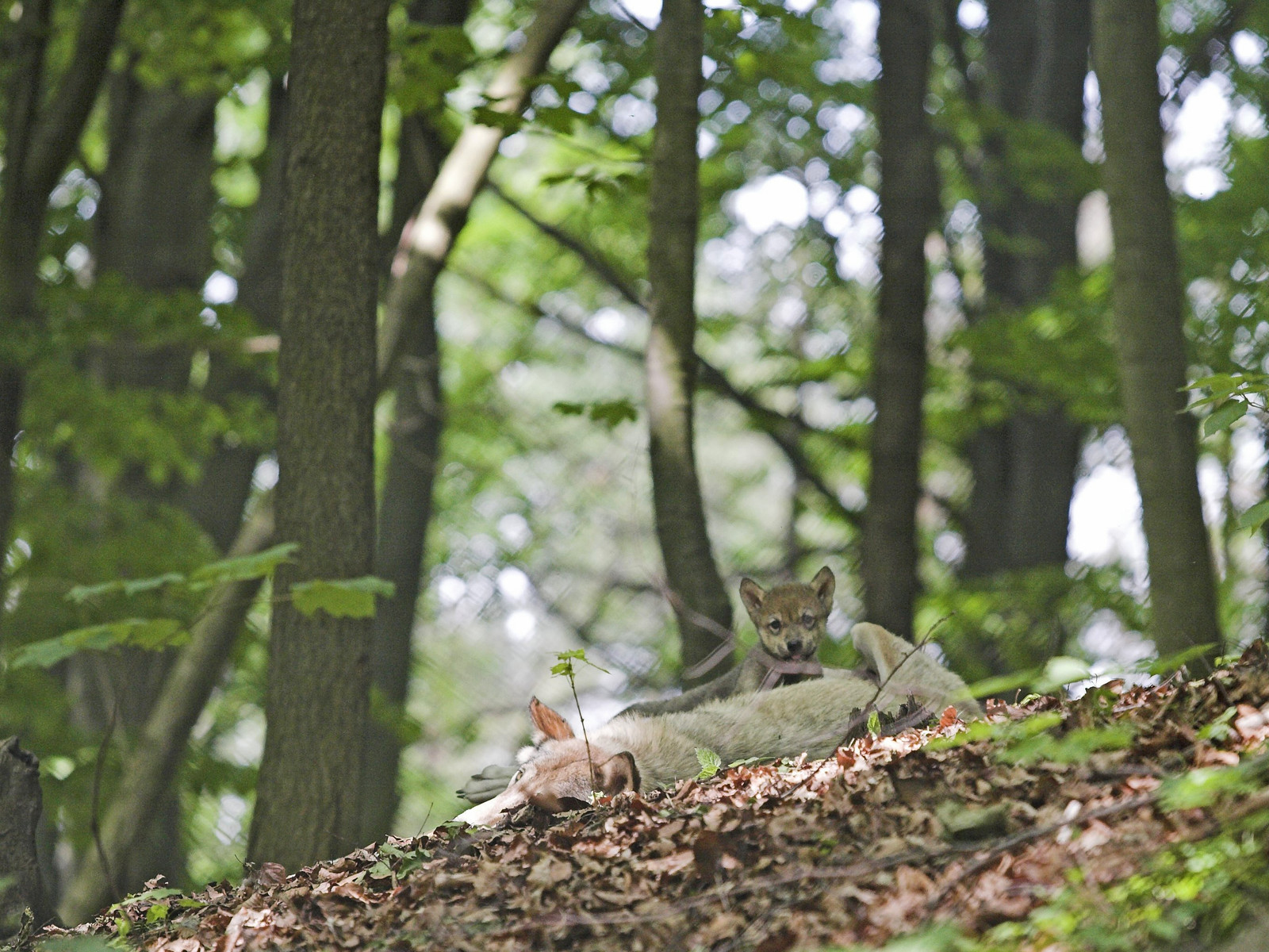 Ferienprogramm Wolf im Bärenpark Worbis