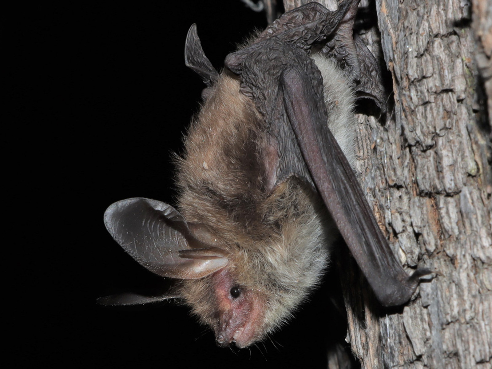 Nacht der Fledermäuse im Bärenpark Worbis