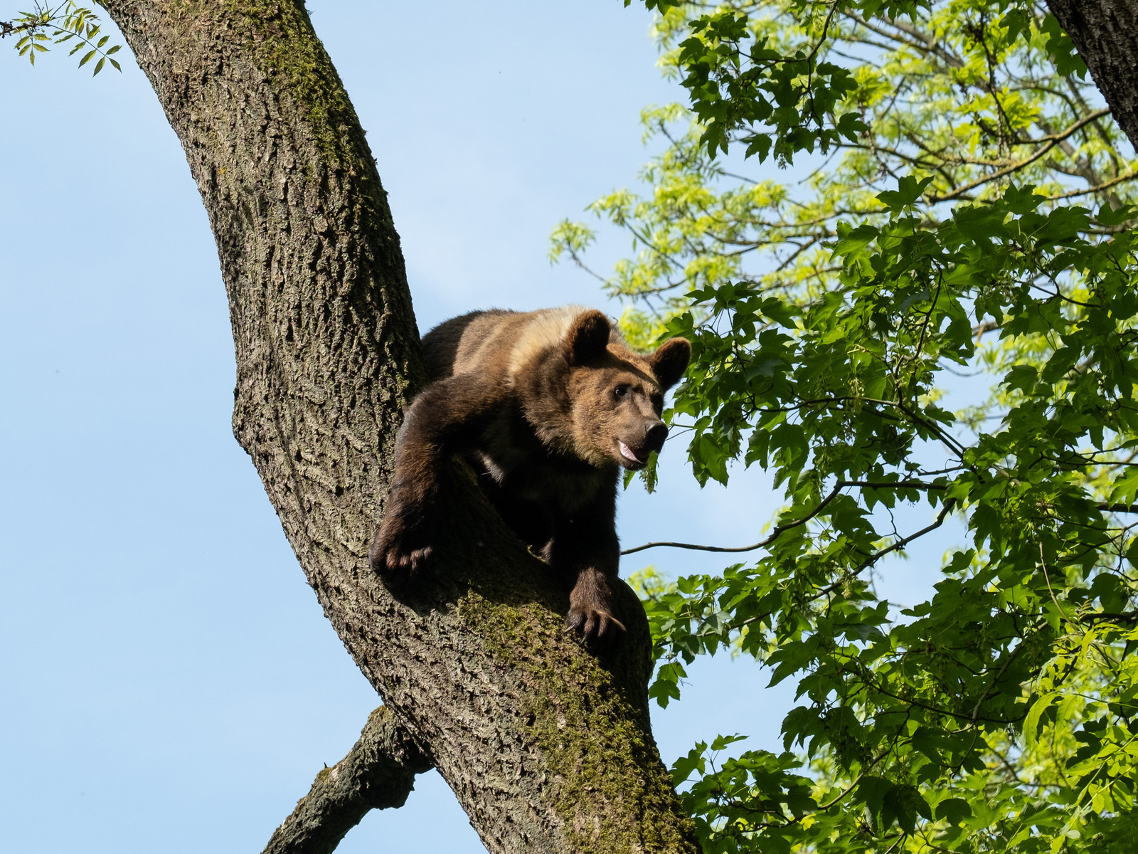 Kindertag im Bärenpark Worbis