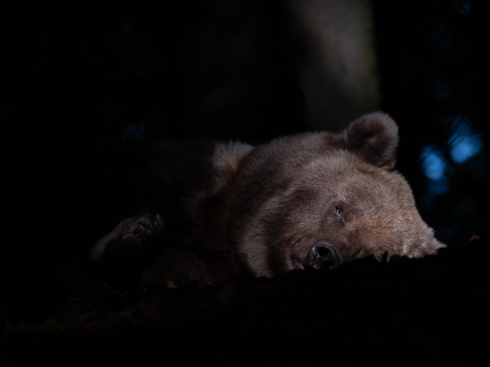 Halloween im Bärenpark Worbis