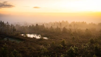 Das Huvenhoopsmoor im Nebel