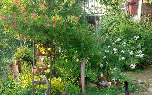Rosen im Atelier hinterm Gartenzaun
