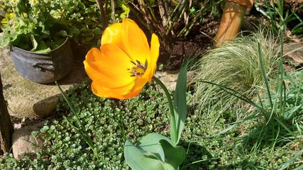 Tulpe im Atelier hinterm Gartenzaun