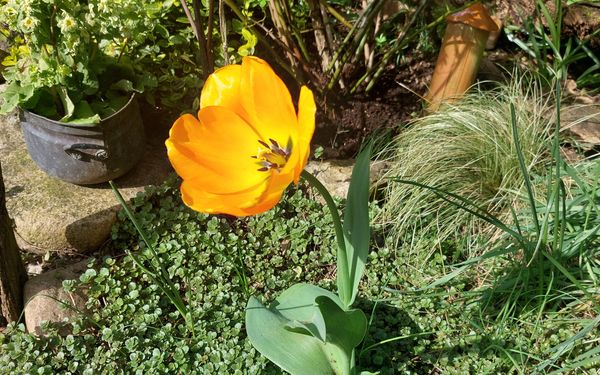 Tulpe im Atelier hinterm Gartenzaun