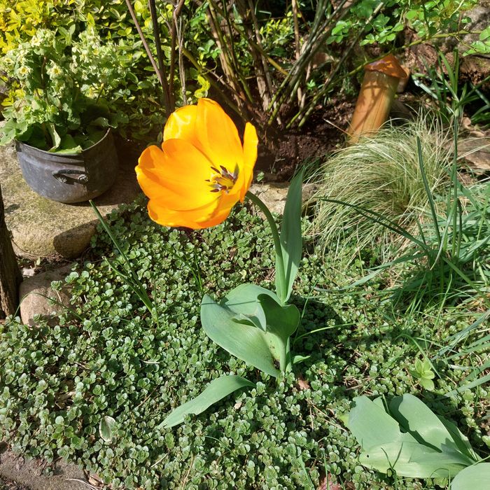 Tulpe im Atelier hinterm Gartenzaun
