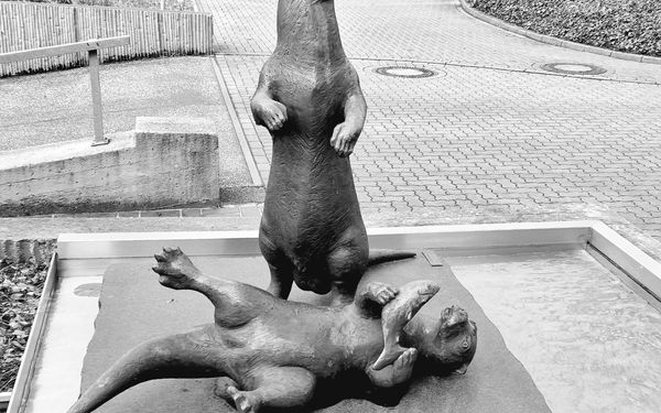 Otter in schwarz-weiß