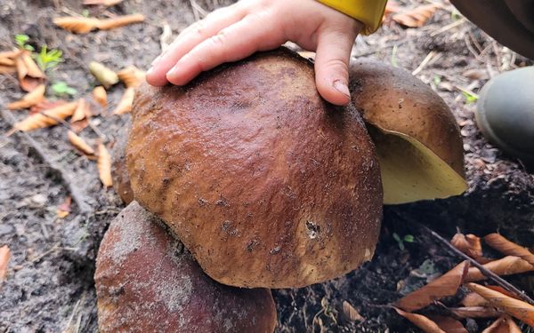 Entdeckungstour im Burgsittenser Wald