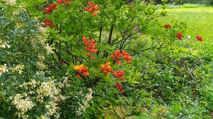 Rote Blüten im Garten Wilhelm