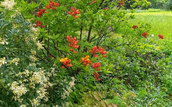 Rote Blüten im Garten Wilhelm
