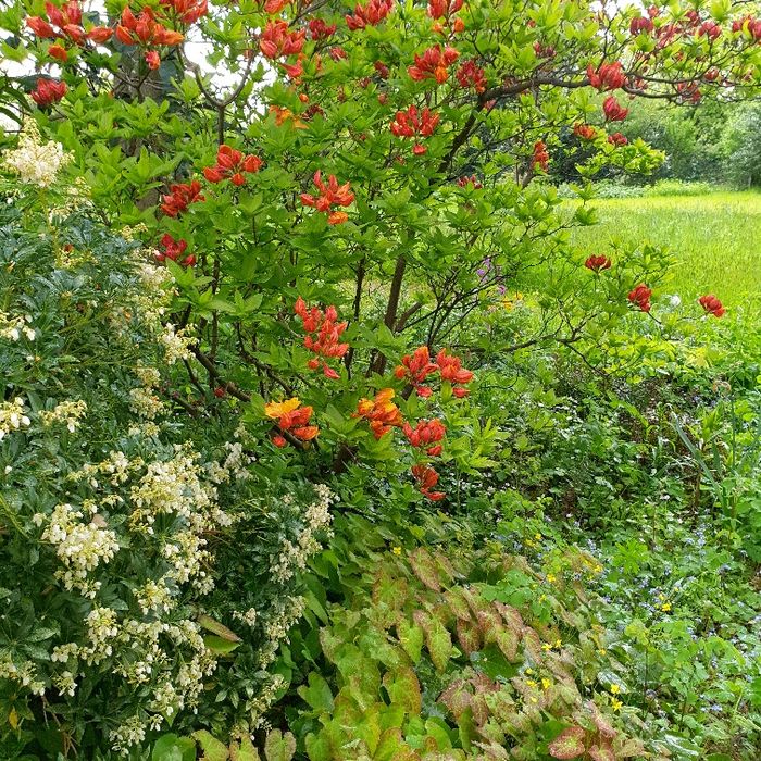 Rote Blüten im Garten Wilhelm