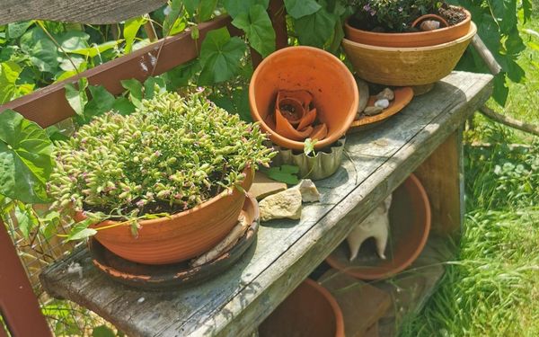 Blumentöpfe in Lady Buttercups World