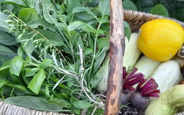 Ernte in Lady Buttercups World