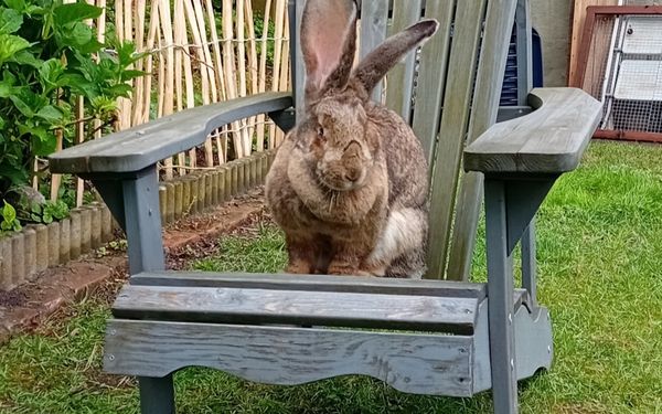 Hase in Lady Buttercups World