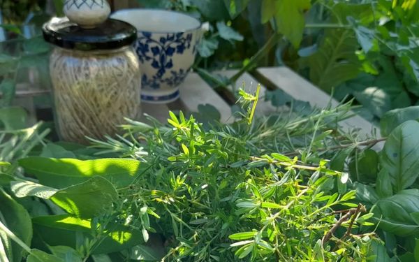 Kräutervielfalt in Lady Buttercups World