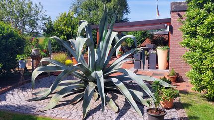 Agave im Garten Hengmith