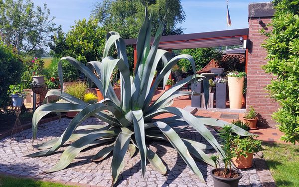 Agave im Garten Hengmith
