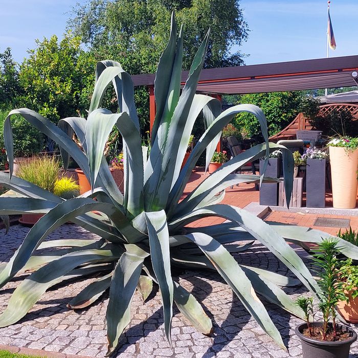 Agave im Garten Hengmith