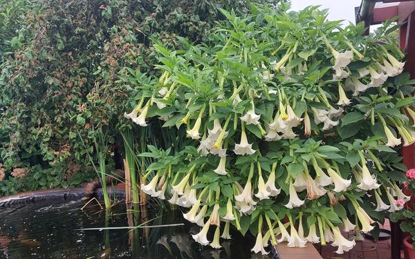 Engelstrompeten am Teich im Garten Hengmith