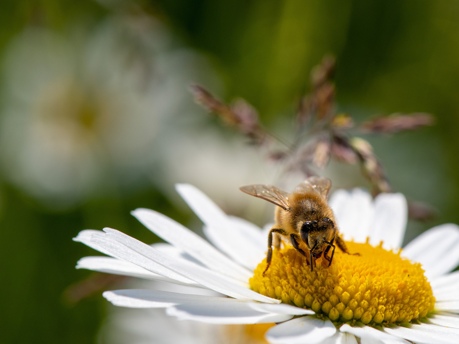 Biene auf einer Blume