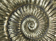 Ammonit.jpg
