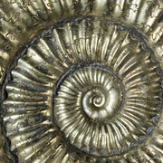 Ammonit.jpg