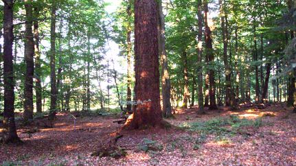 riesendouglasie-westertimke-trojahn-bearbeitet.JPG