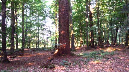 riesendouglasie-westertimke-trojahn-bearbeitet.JPG