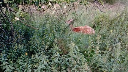 Damwildgehege am Wochenendpark Rethbergsee in Tarmstedt