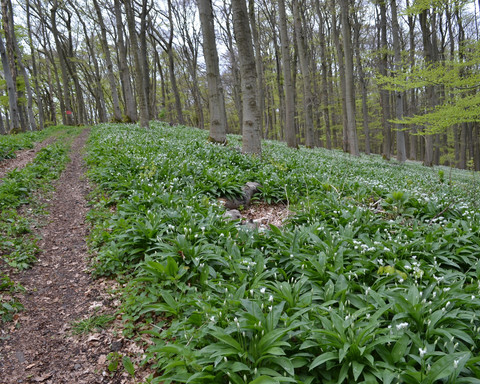 Wild garlic field at Eschenberg