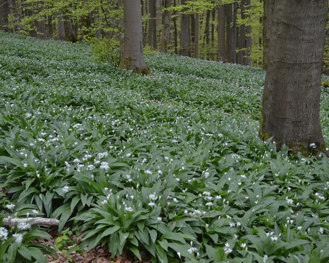 Wild garlic field at Eschenberg