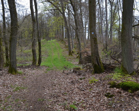 Natural path on the Eschenberg with marking signs