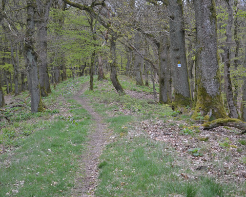Path on the Eschenberg