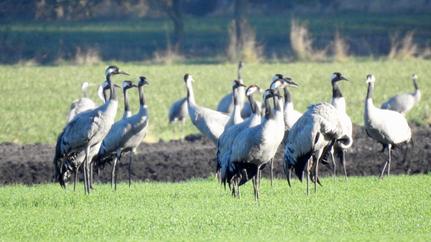 Kraniche live auf dem Herbstzug erleben