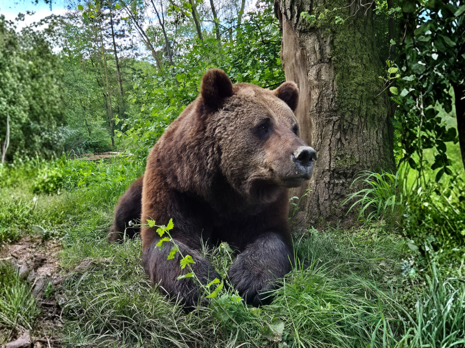 Bärensommernacht im Bärenpark Worbis