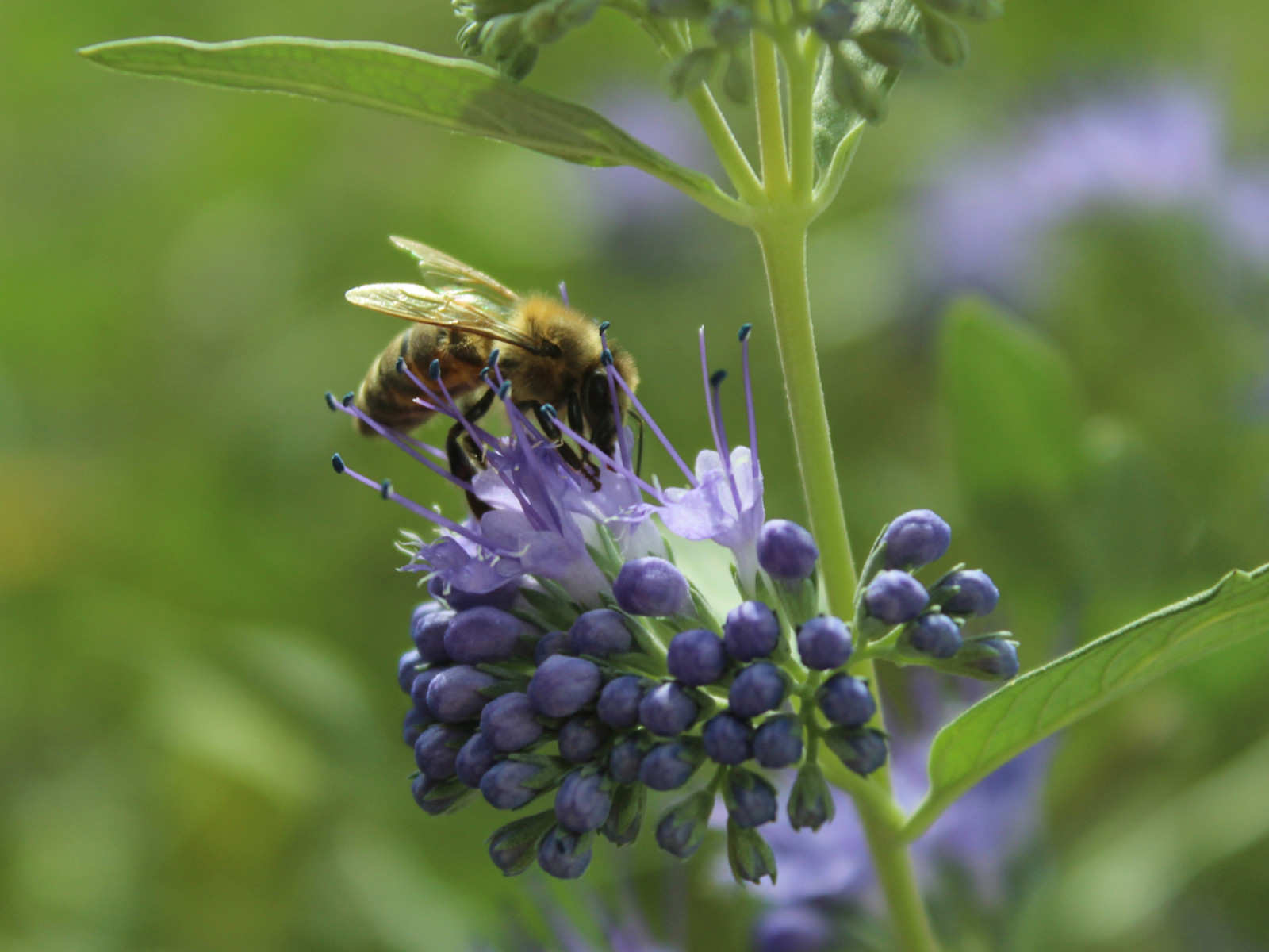 Ferienprogramm Bärenpark Worbis - Bienen