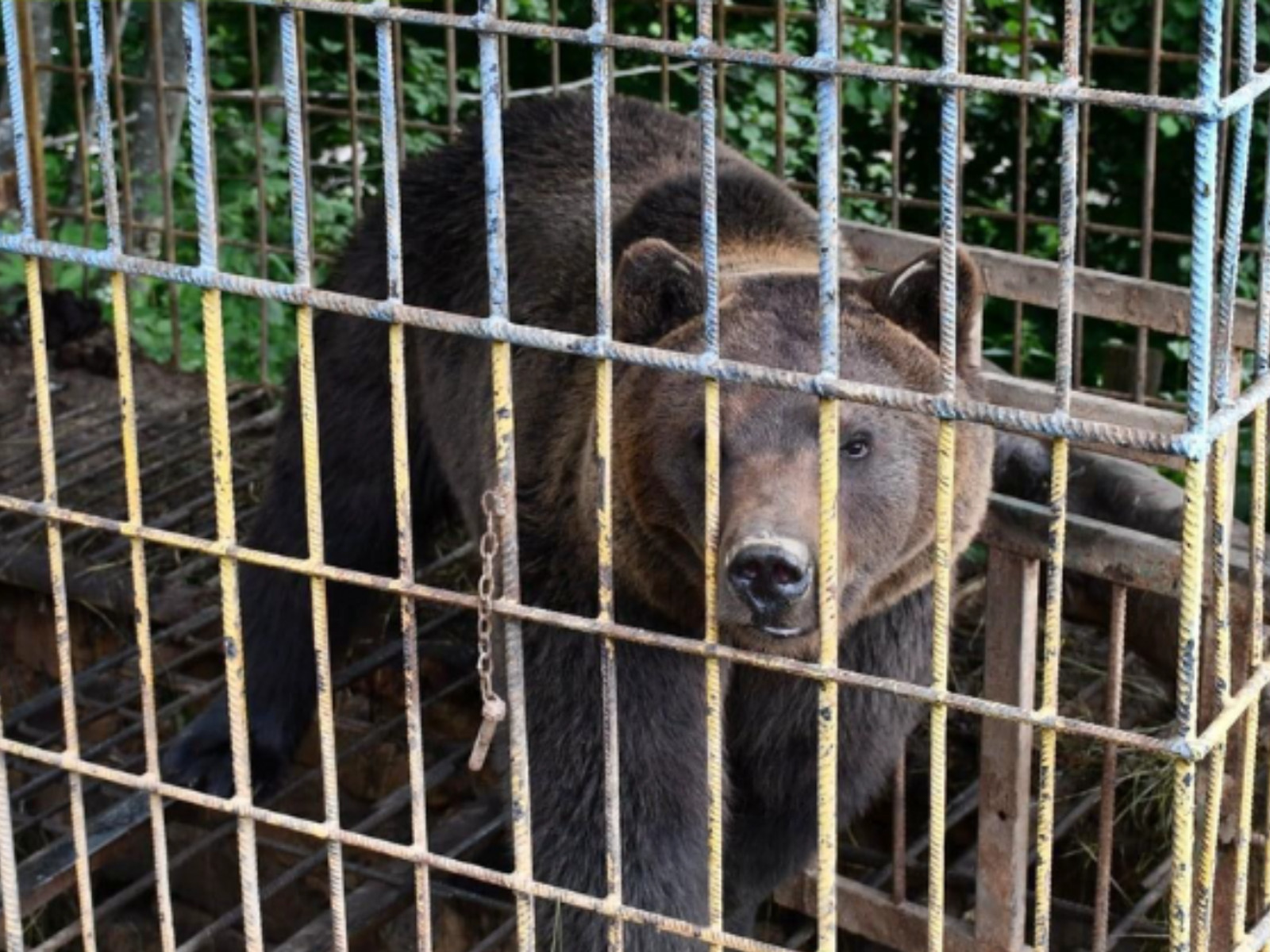 Bärenrettung - Ferienprogramm im Bärenpark Worbis