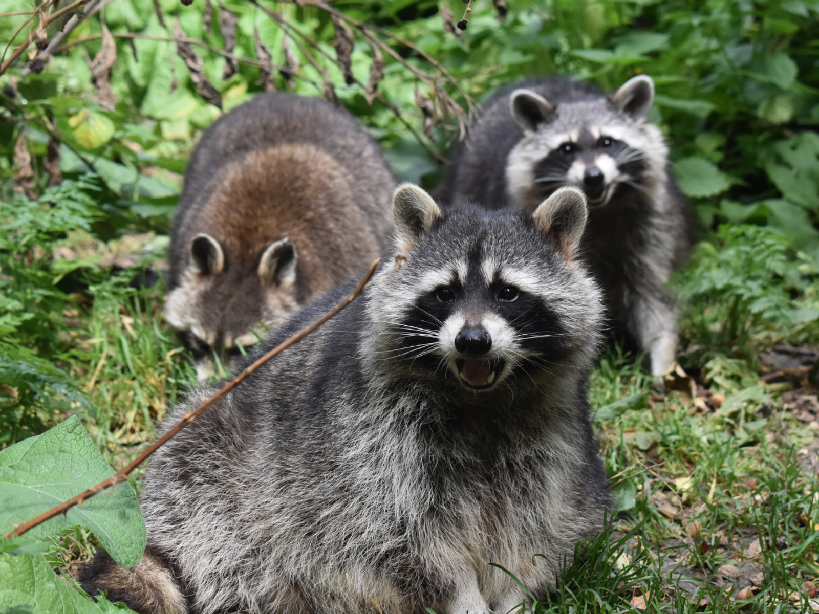 Waschbären im Bärenpark Worbis