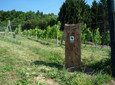 Corveyer Weingarten mit Markierungssteele