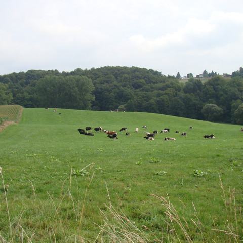 große Weide mit liegenden Kühen in einiger Entfernung
