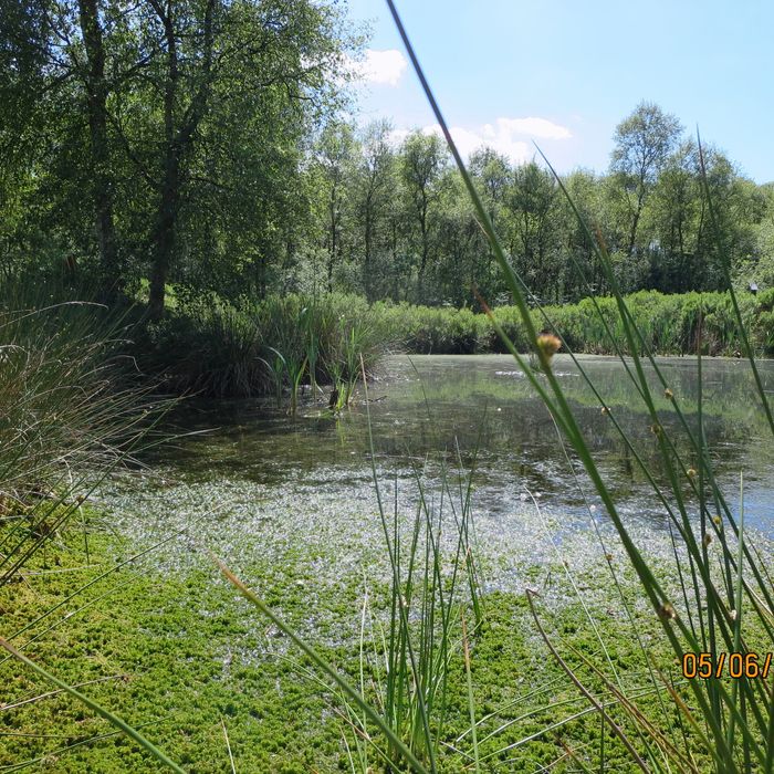Teich am Moorpfad