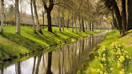 Von Birken und gelben Blumen umrahmter Oste-Hamme-Kanal