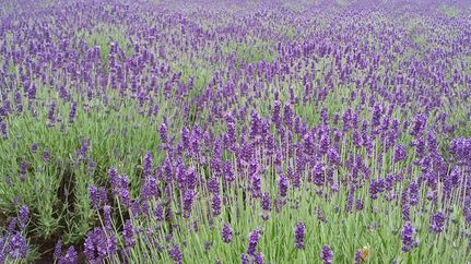 Das Lavendelfeld in Stapel gehört zur Kräuterroute