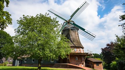 Außenansicht der Windmühle "Henriette" Elm mit Baum