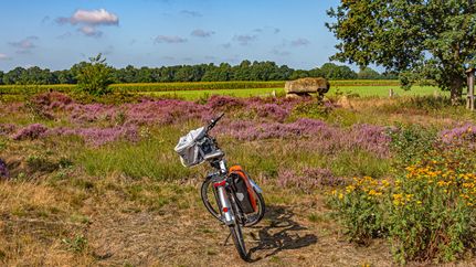 Ein abgestelltes Fahrrad in der Steinalkenheide