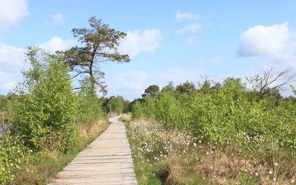 Bohlensteg im Pietzmoor bei Schneverdingen