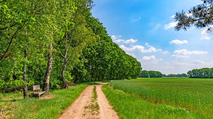 Holzbank an einem Feldweg des NORDPFADES Riepholm-Gilkenheide