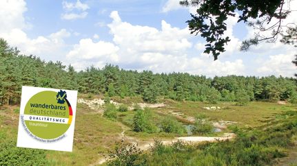 Blick in die Sandkuhle Steinfelder Holz