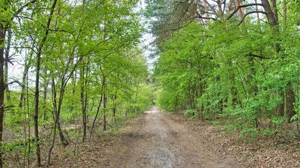 Waldweg von der Sandkuhle zum Stellingsmoor