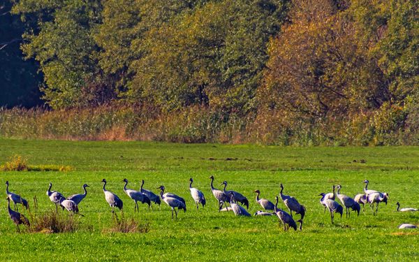Kranichrast auf einer Wiese am NORDPFAD Börde Sittensen